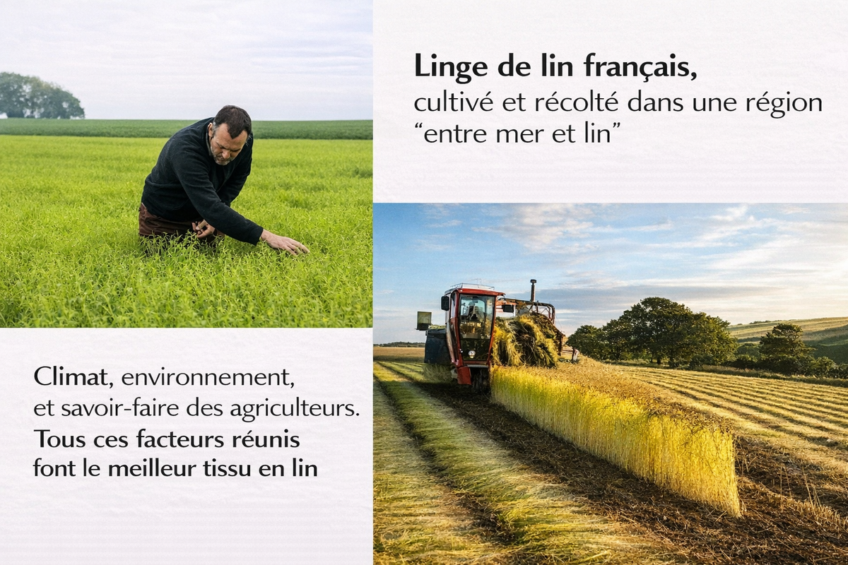 L’excellence du lin français